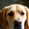 Chloe with smiling Labrador