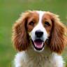 Maddie in the park with her spaniel
